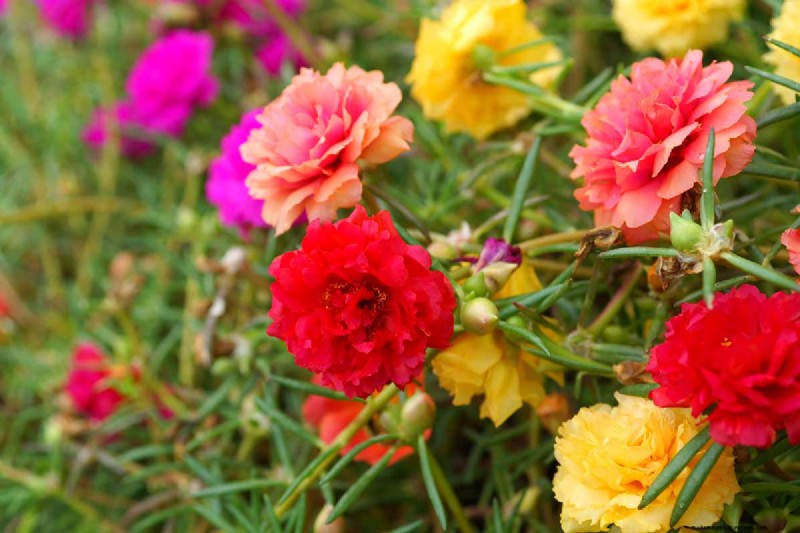 晩夏の一年生植物:鮮やかな秋を彩る15の植物 