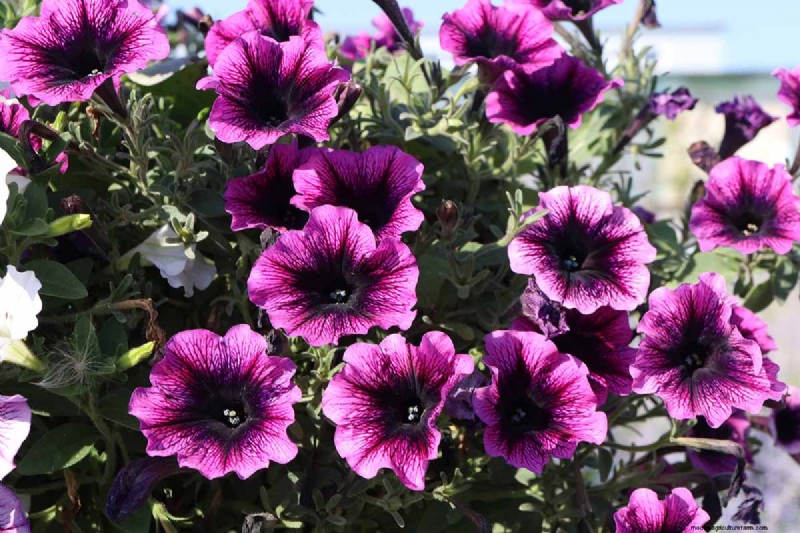 晩夏の一年生植物:鮮やかな秋を彩る15の植物 