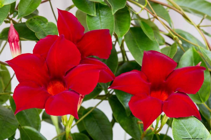 晩夏の一年生植物:鮮やかな秋を彩る15の植物 