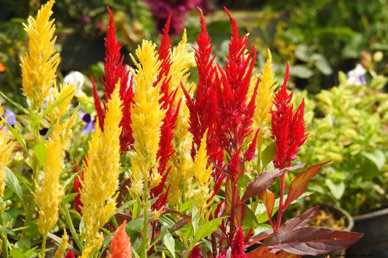 晩夏の一年生植物:鮮やかな秋を彩る15の植物 