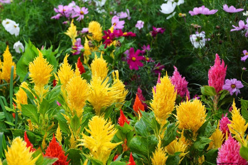 晩夏の一年生植物:鮮やかな秋を彩る15の植物 