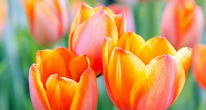 Multi-Bloom Tulpen:17 variëteiten voor een uitbarsting van kleur 