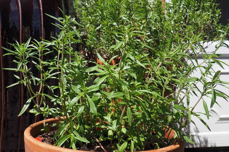 Santoreggia:piantare, coltivare e utilizzare | [Il tuo marchio] 