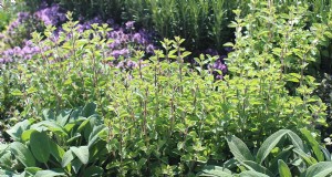 Cuidado del jardín de hierbas de primavera:consejos para una cosecha abundante 