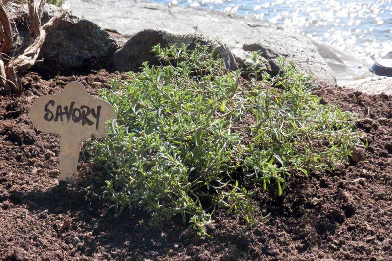 Vårörtträdgårdsvård:Tips för en riklig skörd 
