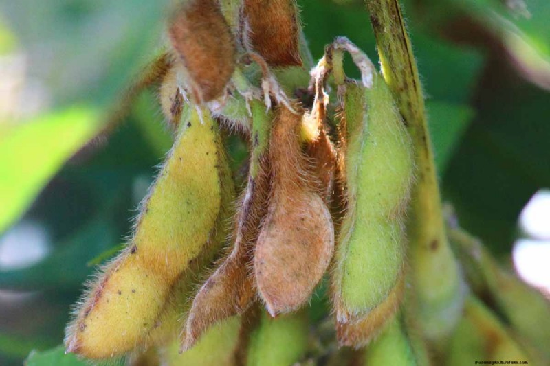 Bonenziekten:identificatie, preventie en beheer 