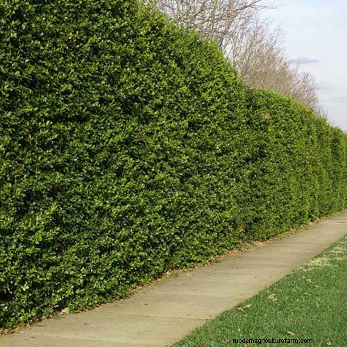Beste zouttolerante groenblijvende struiken voor trottoirstroken 