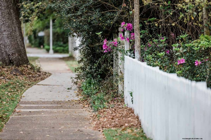 Beste zouttolerante groenblijvende struiken voor trottoirstroken 