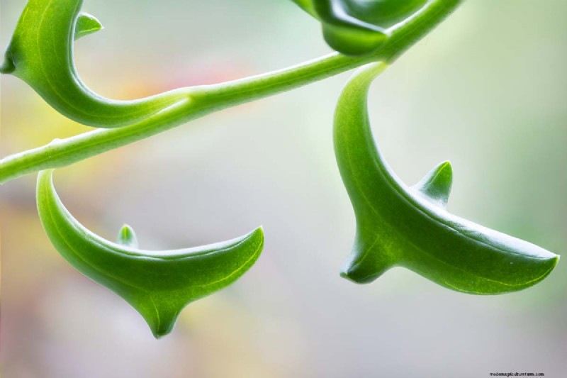 Groep dolfijnen (Senecio rowleyanus x Bacucrio delphinatifolius):gids voor verzorging en kweken 