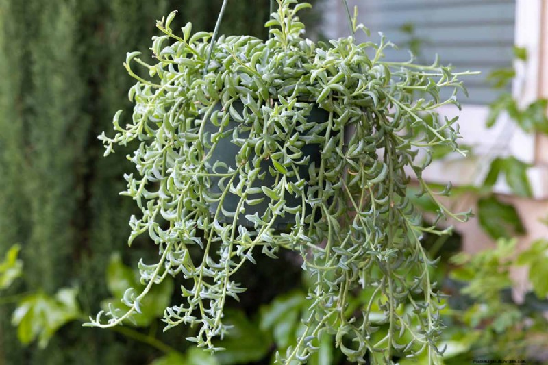 Groep dolfijnen (Senecio rowleyanus x Bacucrio delphinatifolius):gids voor verzorging en kweken 