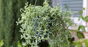 Groep dolfijnen (Senecio rowleyanus x Bacucrio delphinatifolius):gids voor verzorging en kweken 