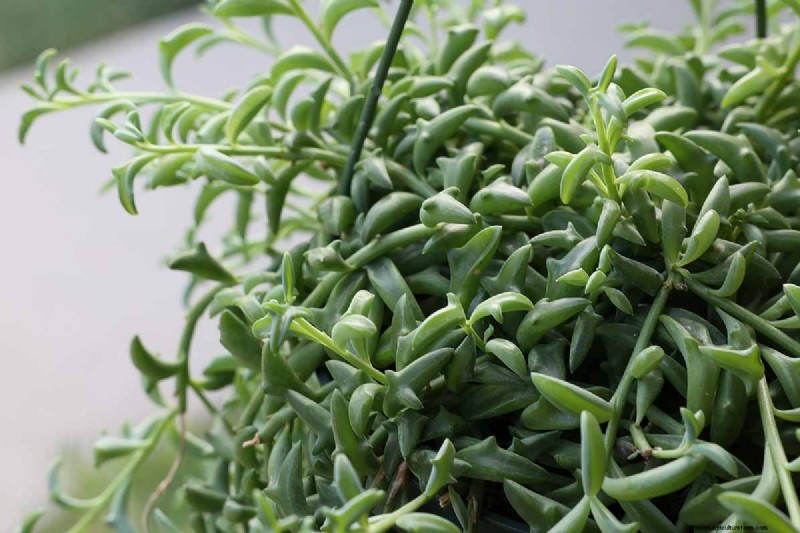 Groep dolfijnen (Senecio rowleyanus x Bacucrio delphinatifolius):gids voor verzorging en kweken 