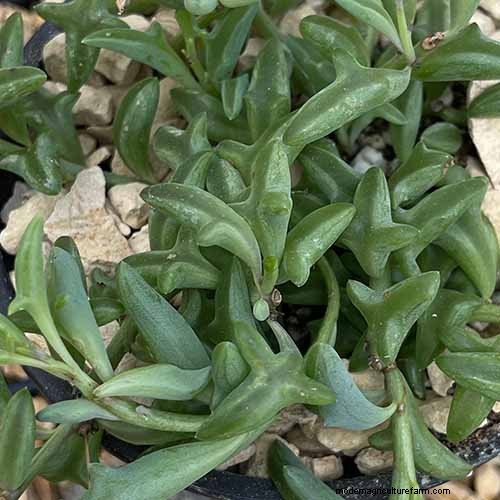Groep dolfijnen (Senecio rowleyanus x Bacucrio delphinatifolius):gids voor verzorging en kweken 