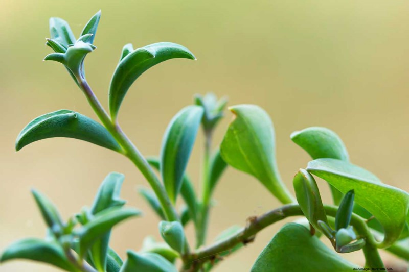 Groep dolfijnen (Senecio rowleyanus x Bacucrio delphinatifolius):gids voor verzorging en kweken 