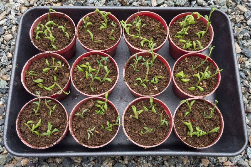 Groep dolfijnen (Senecio rowleyanus x Bacucrio delphinatifolius):gids voor verzorging en kweken 