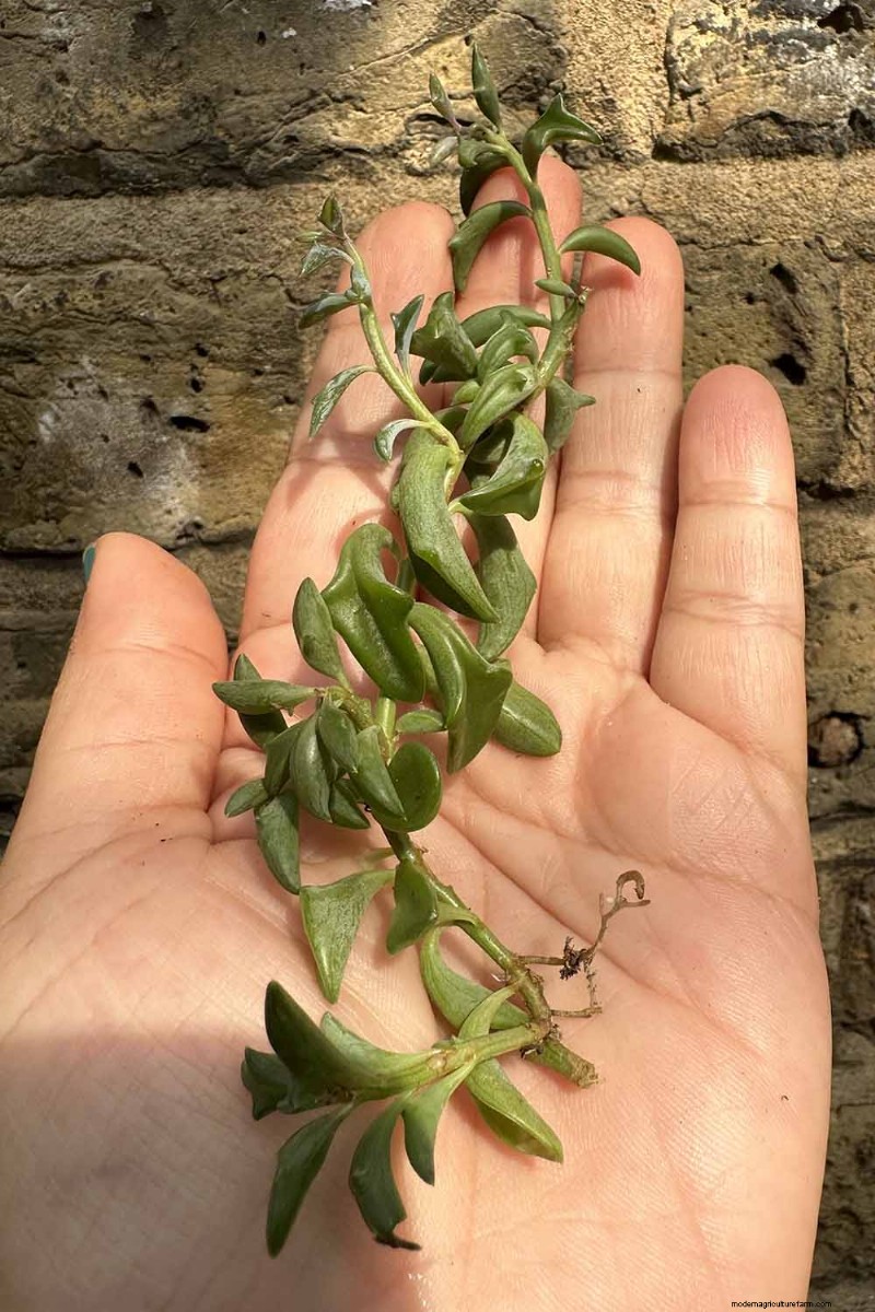 Groep dolfijnen (Senecio rowleyanus x Bacucrio delphinatifolius):gids voor verzorging en kweken 