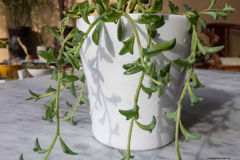 Groep dolfijnen (Senecio rowleyanus x Bacucrio delphinatifolius):gids voor verzorging en kweken 