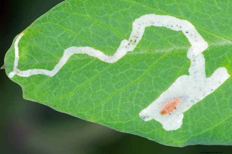 Schützen Sie Ihre Erbsen:15 häufige Schädlinge identifizieren und bekämpfen 
