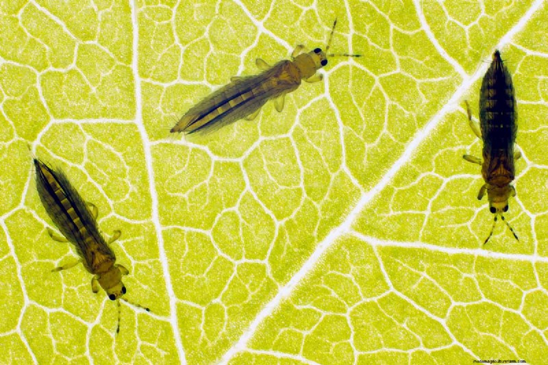 Schützen Sie Ihre Erbsen:15 häufige Schädlinge identifizieren und bekämpfen 