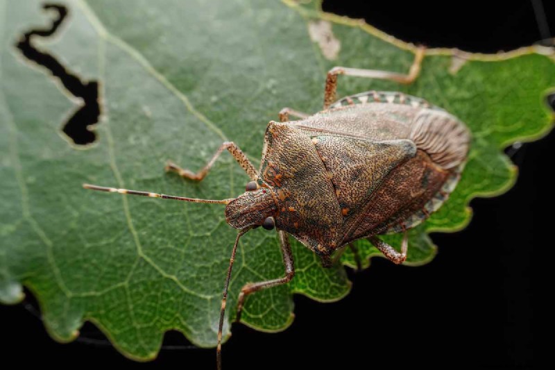 Schützen Sie Ihre Erbsen:15 häufige Schädlinge identifizieren und bekämpfen 