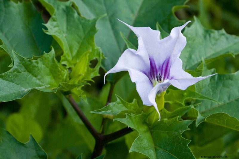 Geurige bloemen en struiken:19 soorten om uw tuin te betoveren 