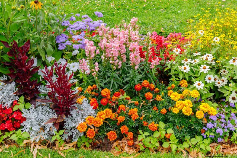 Geurige bloemen en struiken:19 soorten om uw tuin te betoveren 