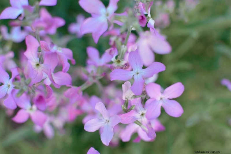 Geurige bloemen en struiken:19 soorten om uw tuin te betoveren 