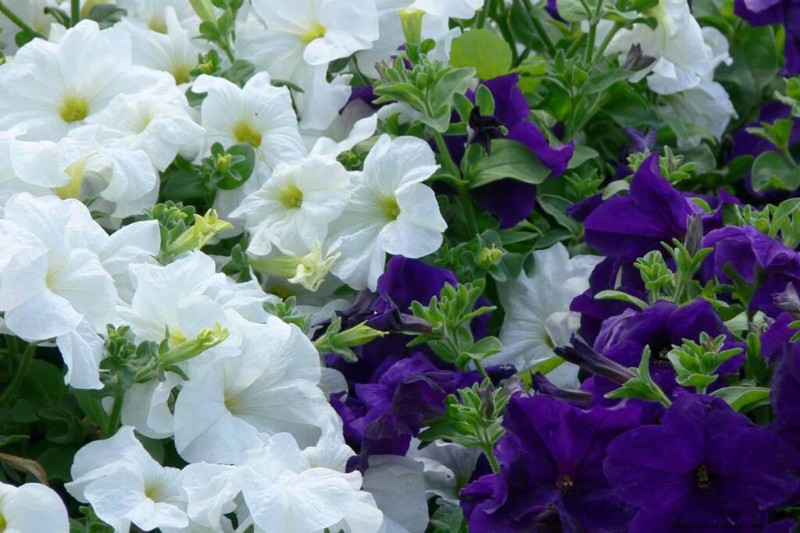 Geurige bloemen en struiken:19 soorten om uw tuin te betoveren 
