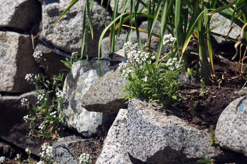 Geurige bloemen en struiken:19 soorten om uw tuin te betoveren 