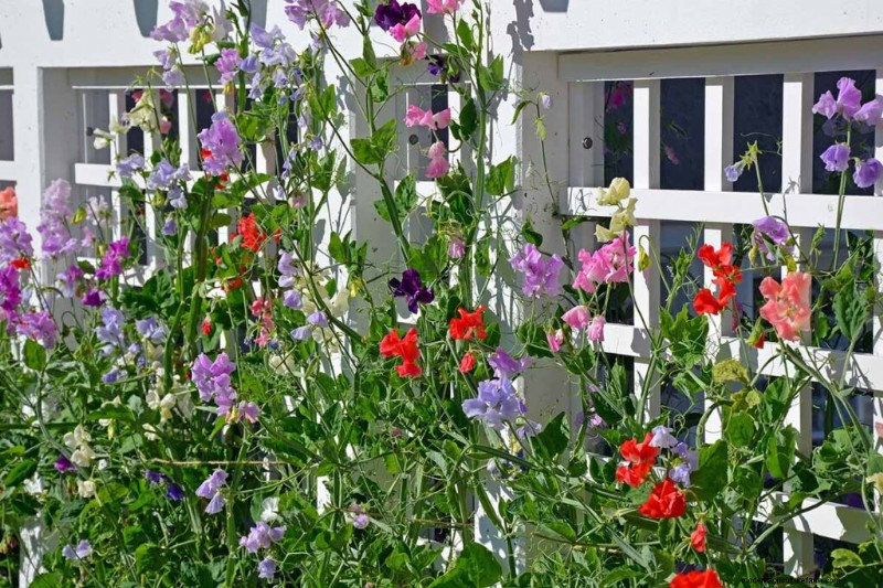Geurige bloemen en struiken:19 soorten om uw tuin te betoveren 