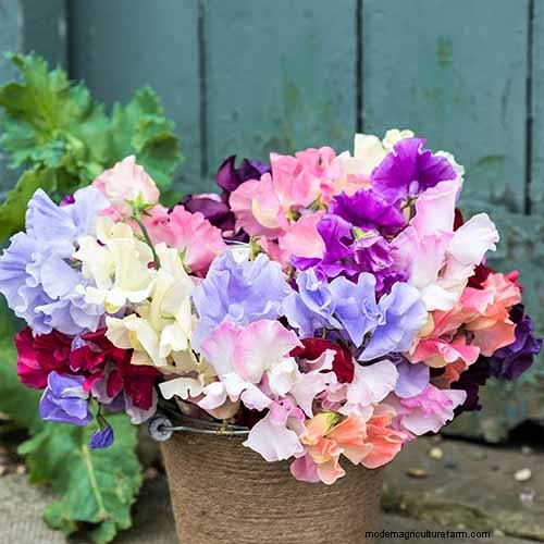 Geurige bloemen en struiken:19 soorten om uw tuin te betoveren 