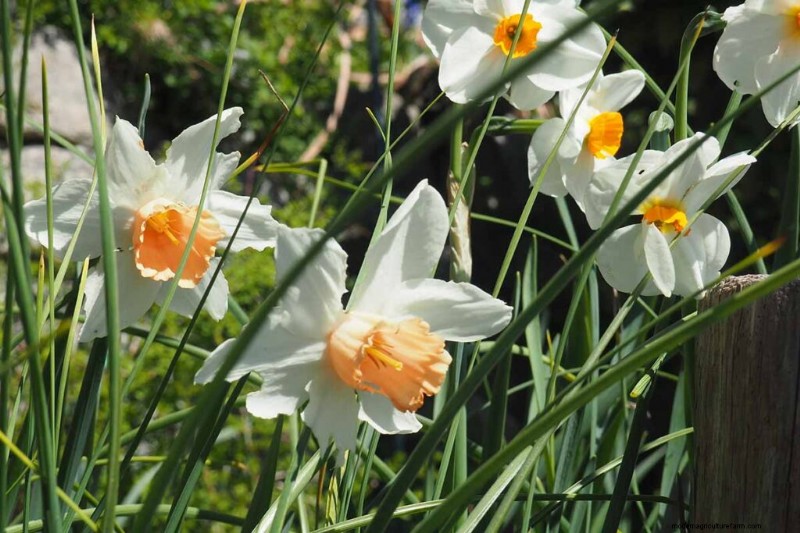 Geurige bloemen en struiken:19 soorten om uw tuin te betoveren 