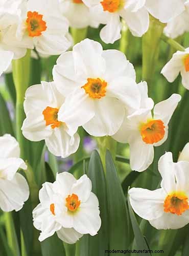 Geurige bloemen en struiken:19 soorten om uw tuin te betoveren 