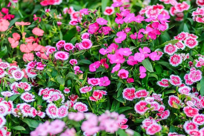 Geurige bloemen en struiken:19 soorten om uw tuin te betoveren 