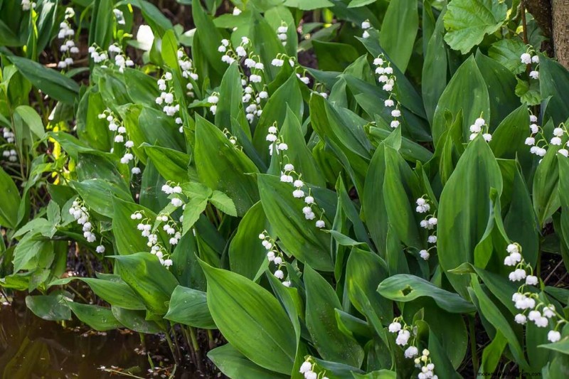 Geurige bloemen en struiken:19 soorten om uw tuin te betoveren 