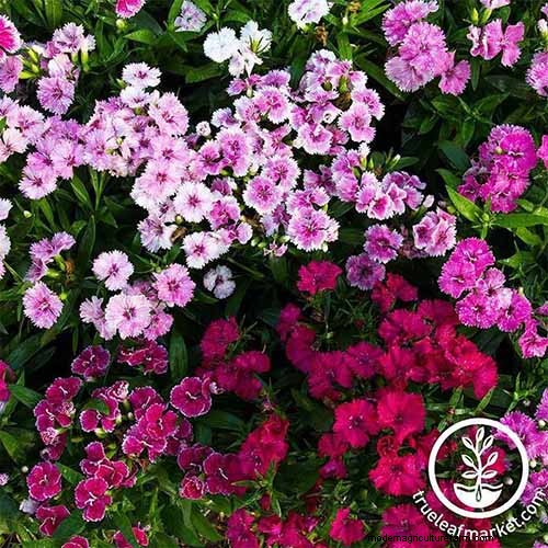 Geurige bloemen en struiken:19 soorten om uw tuin te betoveren 