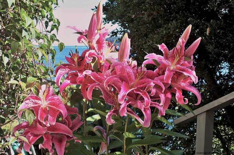 Geurige bloemen en struiken:19 soorten om uw tuin te betoveren 
