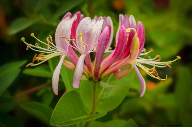 Geurige bloemen en struiken:19 soorten om uw tuin te betoveren 