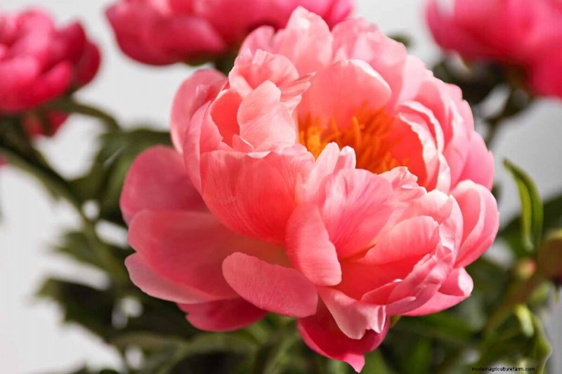 Geurige bloemen en struiken:19 soorten om uw tuin te betoveren 