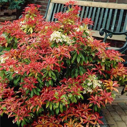 Geurige bloemen en struiken:19 soorten om uw tuin te betoveren 
