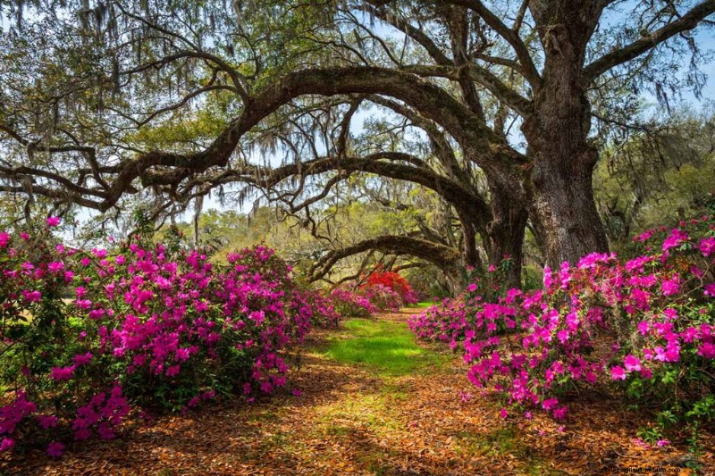 Geurige bloemen en struiken:19 soorten om uw tuin te betoveren 