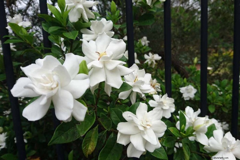 Geurige bloemen en struiken:19 soorten om uw tuin te betoveren 