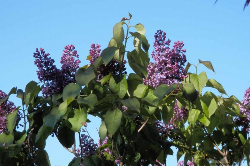 Geurige bloemen en struiken:19 soorten om uw tuin te betoveren 