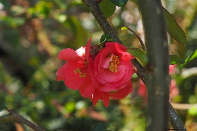 Geurige bloemen en struiken:19 soorten om uw tuin te betoveren 