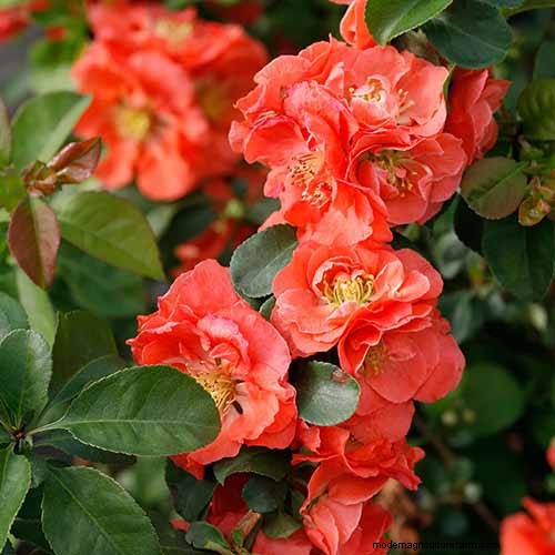 Geurige bloemen en struiken:19 soorten om uw tuin te betoveren 