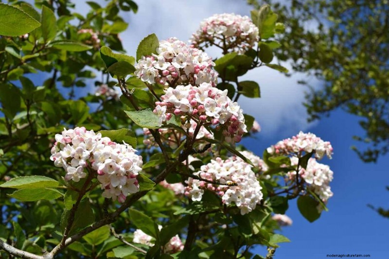 Geurige bloemen en struiken:19 soorten om uw tuin te betoveren 