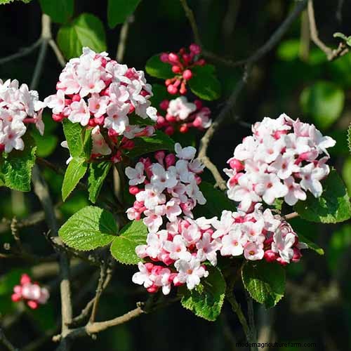 Geurige bloemen en struiken:19 soorten om uw tuin te betoveren 