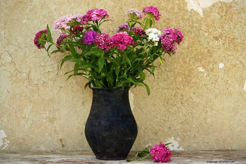 Geurige bloemen en struiken:19 soorten om uw tuin te betoveren 