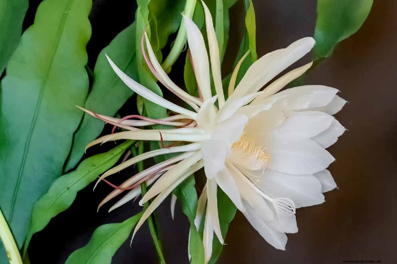 Epiphyllum Care:een complete gids voor het binnenshuis kweken van orchideecactussen 