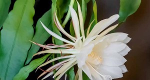 Epiphyllum Care:Eine vollständige Anleitung zum Anbau von Orchideenkakteen im Innenbereich 